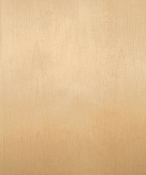 White birch wood veneer sample, flat cut